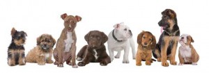 Welpenkurs @ Hundesport Akademie Westfalen | Lübbecke | Nordrhein-Westfalen | Deutschland