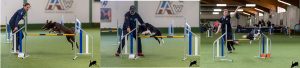Intensiv-Trainng mit Monika Behrendt, Thomas Behrendt + Nora Wolkowski @ Hundesport Akademie Westfalen | Lübbecke | Nordrhein-Westfalen | Deutschland