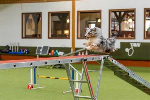 Running Contacts Seminar @ Hundesport Akademie Westfalen | Lübbecke | Nordrhein-Westfalen | Deutschland
