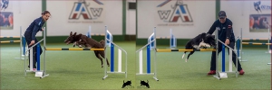 Agility-Seminar mit Monika Behrendt & Thomas Behrendt @ Hundesport Akademie Westfalen | Lübbecke | Nordrhein-Westfalen | Deutschland